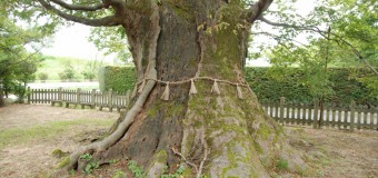 年齢は700歳以上。鎌倉時代からの巨樹を訪ねて町あるき　樹木マップシリーズ第1弾