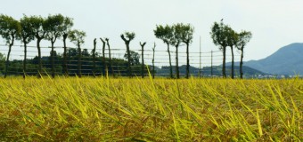 いよいよこれから新米シーズン！黄金色に輝く稲穂、米どころ新潟の原風景「夏井のはざ木」を訪ねて