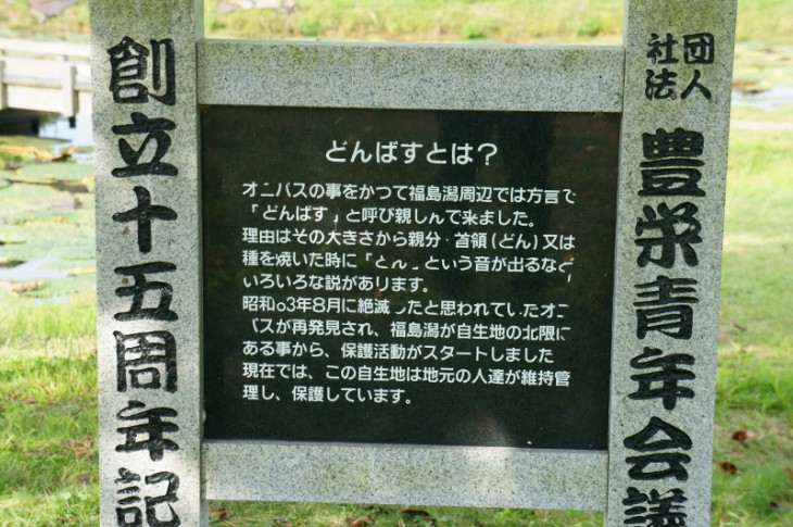 オニバスは福島潟周辺の方言で「どんばす」と呼ばれていたそうです。