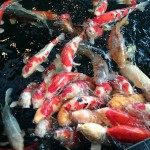 大きな錦鯉に手から直接エサやりも！小千谷市の「錦鯉の里」に行ってきました。