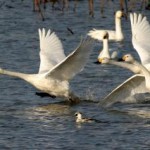 【速報】新潟市鳥選挙の結果　新潟市の鳥は白鳥に決定！