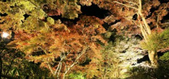 美しい紅葉が輝く夜、長岡のもみじ園でライトアップが始まってます
