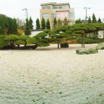 【小ネタ】盆栽を地植え→20メートル。山形県の天然記念物「念珠の松」見てきた