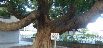 【ボタニカル】新潟の町なかで巨木に出会う大人の愉しみ 樹木マップシリーズ第3弾