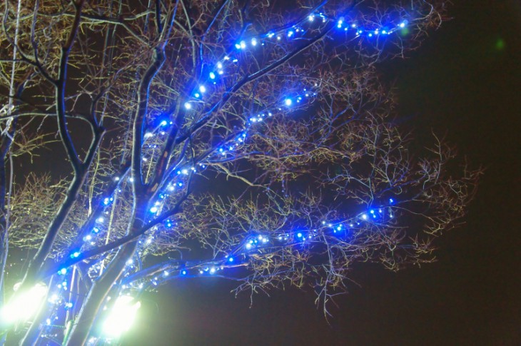 こちらの街路樹にあるイルミネーションは、白と青のLEDです。雰囲気があっていいですね！