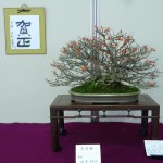 「盆栽」と東京学館の書がコラボ　新春は美しい日本の文化に触れる