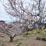 本格的な春が待ち遠しい！新潟市江南区・亀田の梅がもうすぐ見頃です