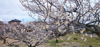 本格的な春が待ち遠しい！新潟市江南区・亀田の梅がもうすぐ見頃です