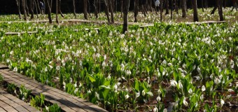 【春の花】今が見頃　五泉市の水芭蕉公園
