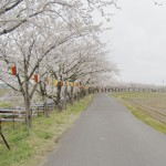 【2015サクラ動画リポート・4/13（月）】新潟市江南区・すご堀のサクラ