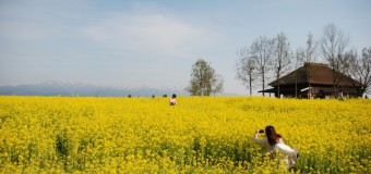 【春の花】福島潟の菜の花が見頃　新潟ボタニカル